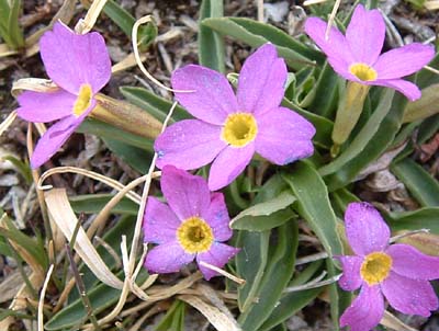 Photo of flower on Alpine Ridge Trail