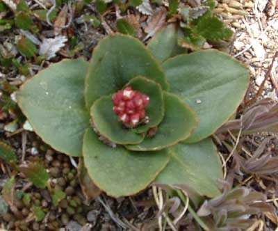 Photo of flower on Alpine Ridge Trail