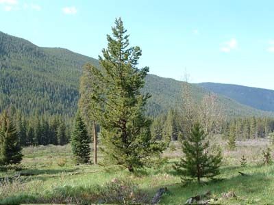 Photo of on Cascade Falls trail