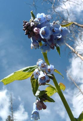 Blue Flower