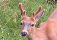 picture of a deer
