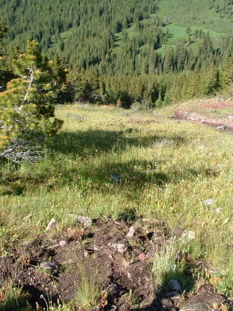 Photo of Grizzley Bear mulching