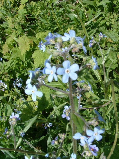 Photo of blue flowers