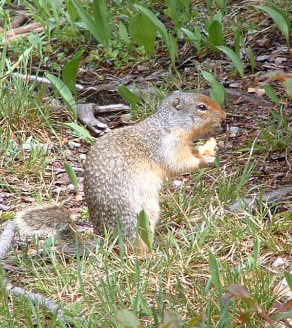 Picture of a squirrel