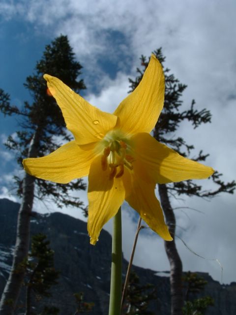 Picture of yellow flower