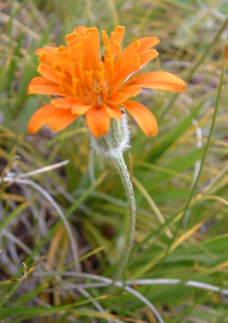photo of orange flower