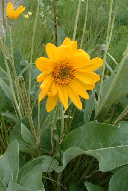 photo of yellow flower