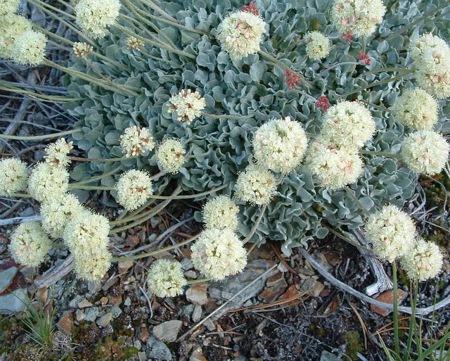 photo of white flowered plant