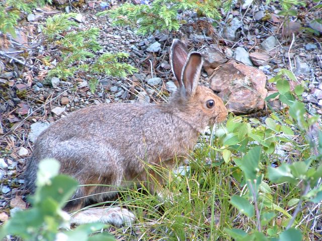 photo of Jack Rabbit at Sun Point
