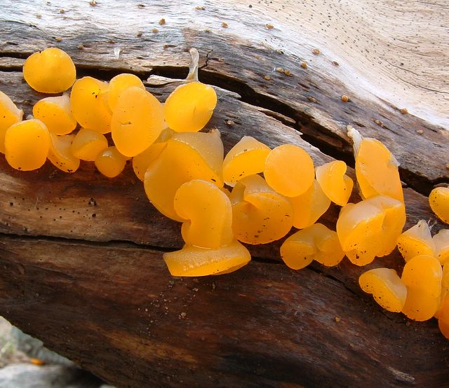 photo of orange fungus on a dead log