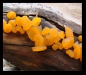 Fungus on hidden lake trail