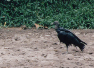 photo of bird