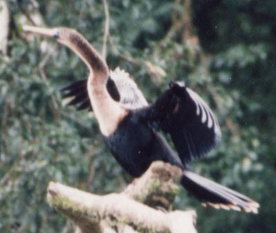 Photo of bird drying wings