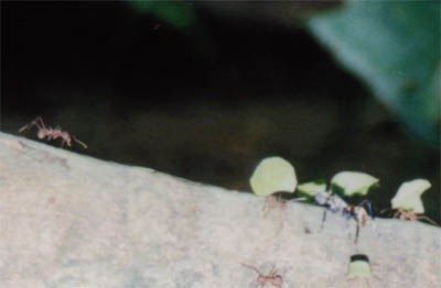 Photo of leaf cutter ants