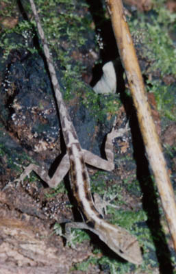 Photo of lizard