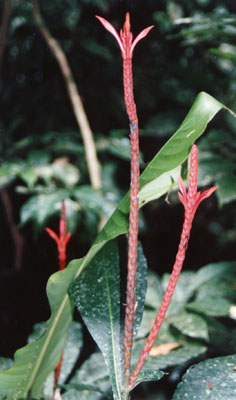 Photo of cocoa plant