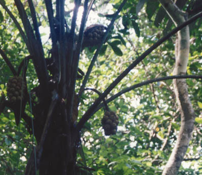 Photo of tree
