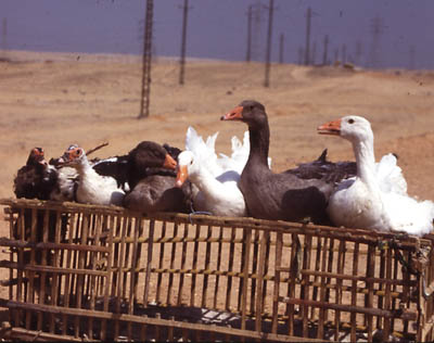 Photo of geese in desert east of Cairo, by John Hunter, 1992.