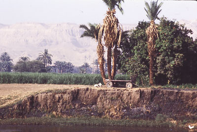 Photo of the bank of the Nile