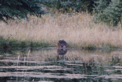 Photo of a Beaver in their pond