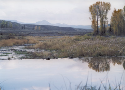view over a beaver dam