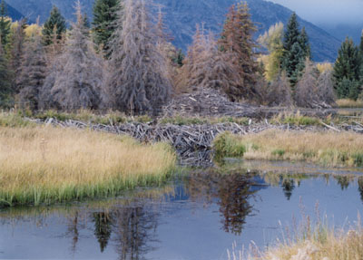 view of a beaver pond