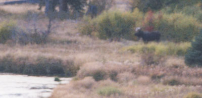 Picture of Moose