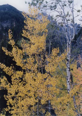 Photo of Aspen Trees in front of Grand Teton Mountain Range by John Hunter, 2 Oct 2002
