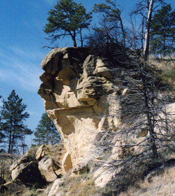 Photo of tree on overhang