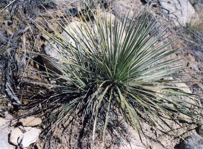 Photo of Yuca plant