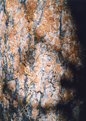 photo of tree bark
