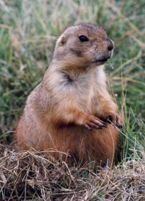 Photo of Prarie Dog by John Hunter