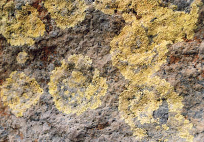 Photo of rock and yellow lichen on South Rim Trail