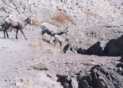 Bighorm sheep on Mount Washburn Trail