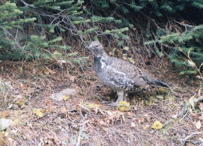 Photo of a grouse