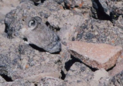 Photo of Pika