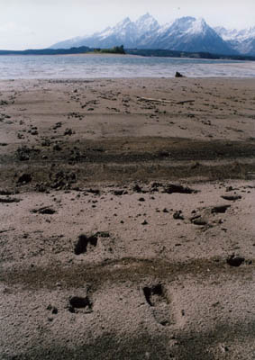 photo with deer tracks in foreground