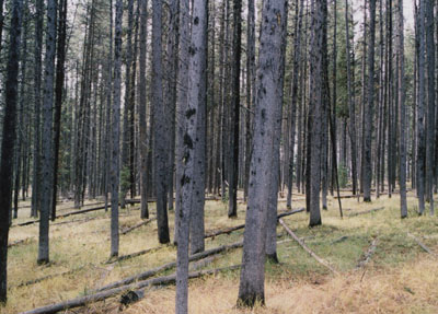 Photo of trees along Hermitage Point Trail
