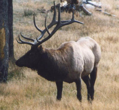 Photo of Elk in Yellowstone