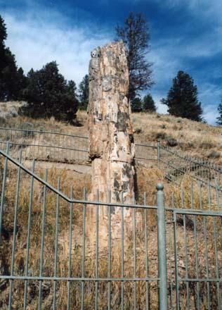 Photo of Petrified tree in Yellowstone NP