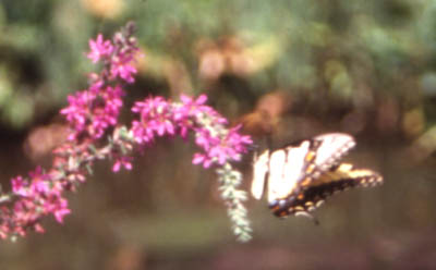 Butterfly in the National Arboretum