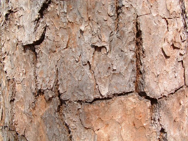 photo of bark, Bull Run Mountain Conservancy Trail