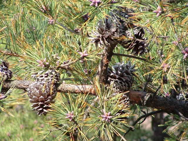 photo of pine cones, Bull Run Mountain Conservancy Trail