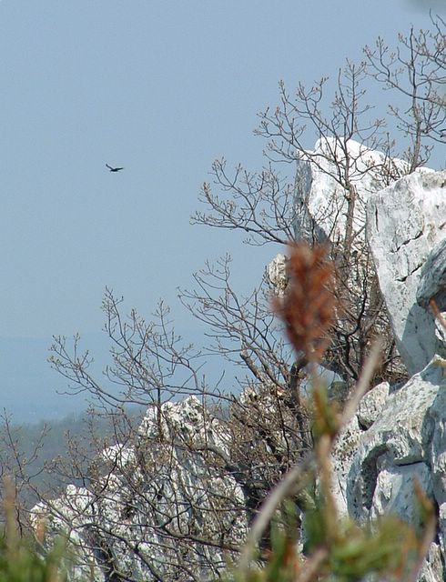 photo of a hawk, Bull Run Mountain Conservancy Trail