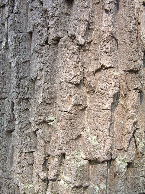 photo of tree bark, Mason Neck State Park