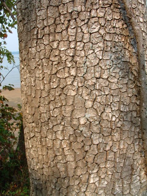 photo of tree trunk, Mason Neck State Park