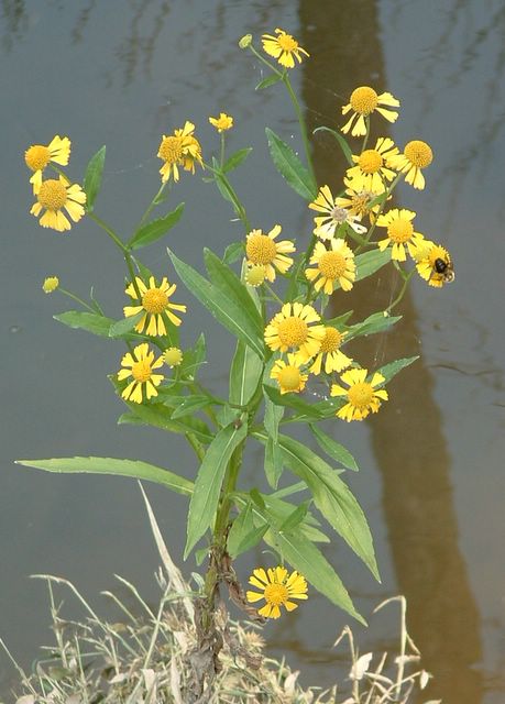photo of Yellow Flowers, Mason Neck State Park