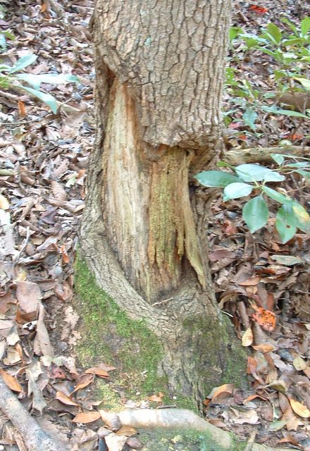 photo of tree damaged by beaver, Mason Neck State Park, Virginia