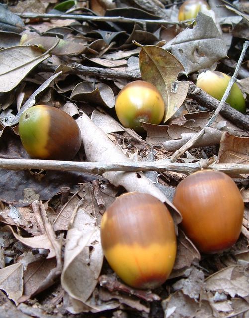 photo of acorns