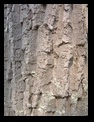 Tree Bark